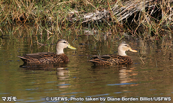 サビーン国立野生動物保護区 Sabine National Wildlife Refuge