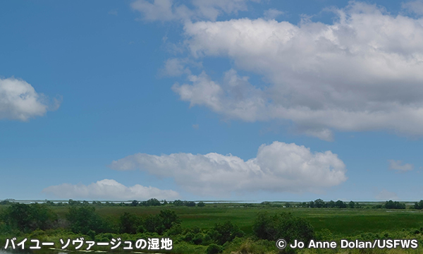 バイユー・ソヴァージュ・アーバン国立野生動物保護区