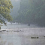 アチャファラヤ国立野生動物保護区 Atchafalaya National Wildlife Refuge