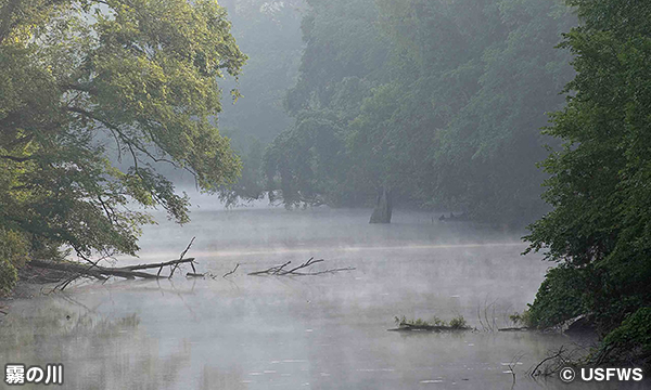 アチャファラヤ国立野生動物保護区　Atchafalaya National Wildlife Refuge