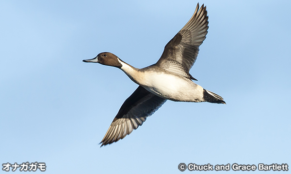 オナガガモ