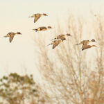 アッパー・ウォシタ国立野生動物保護区 Upper Ouachita National Wildlife Refuge