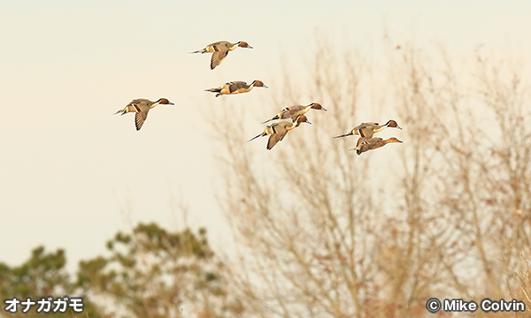 アッパー・ウォシタ国立野生動物保護区 Upper Ouachita National Wildlife Refuge
