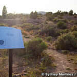 オーク・スプリングス・トリロビート・エリア　Oak Springs Trilobite Area