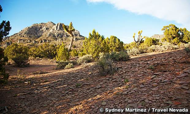 オーク・スプリングス・トリロビート・エリア　Oak Springs Trilobite Area
