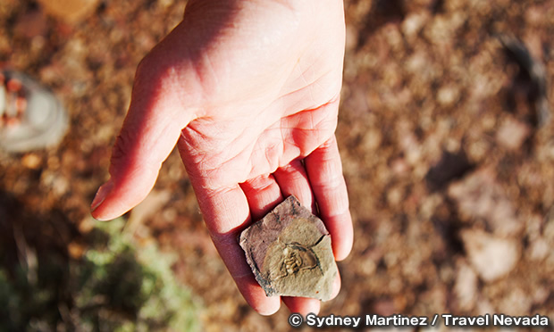 オーク・スプリングス・トリロビート・エリア　Oak Springs Trilobite Area