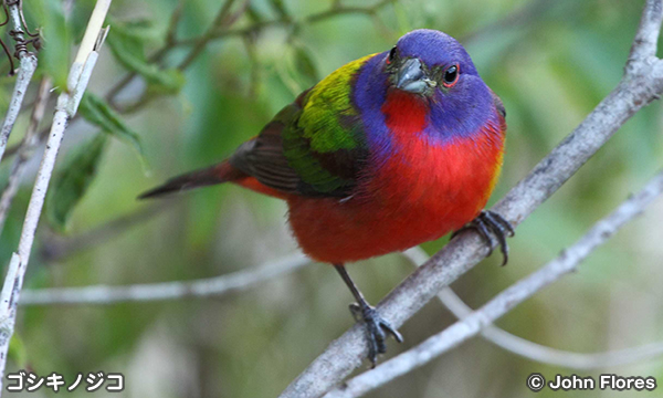 新熱帯の鳴き鳥