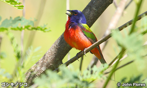 新熱帯区の鳴き鳥の生息地