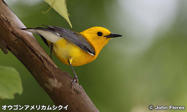 オウゴンアメリカムシクイ