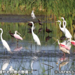 ラキャシーン国立野生動物保護区 Lacassine National Wildlife Refuge
