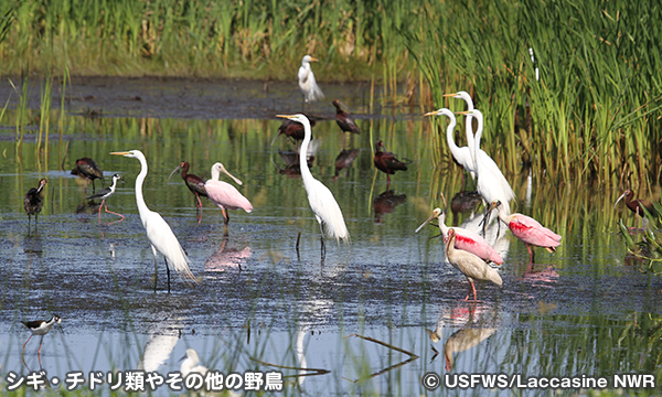 ラキャシーン国立野生動物保護区　Lacassine National Wildlife Refuge