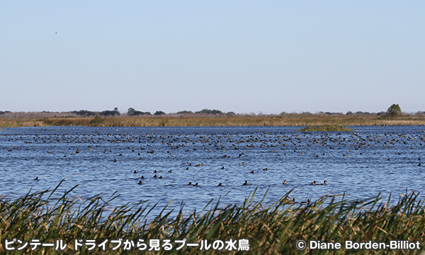 キャメロン・プレイリー国立野生動物保護区