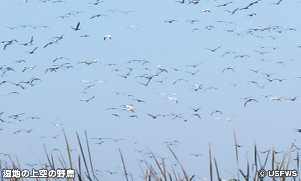デルタ国立野生動物保護区