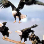 ホーマー　Homer