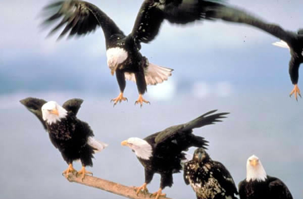 ホーマー　Homer