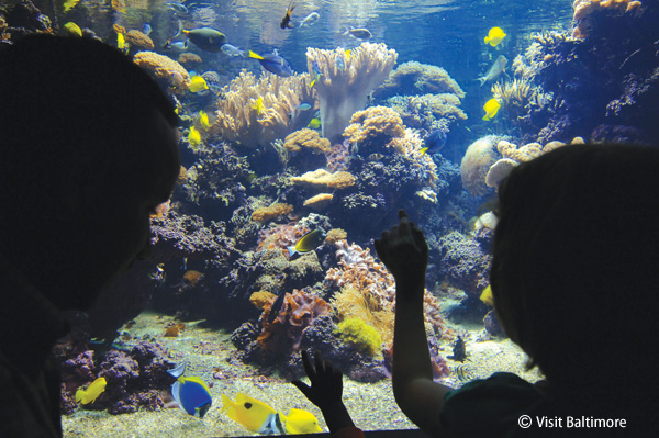 ナショナル水族館 National Aquarium