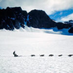 犬ぞり　Dog sledding