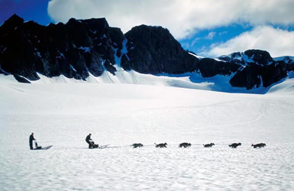 犬ぞり　Dog sledding
