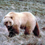 コディアック国立野生動物保護区