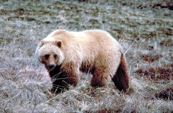 コディアック国立野生動物保護区