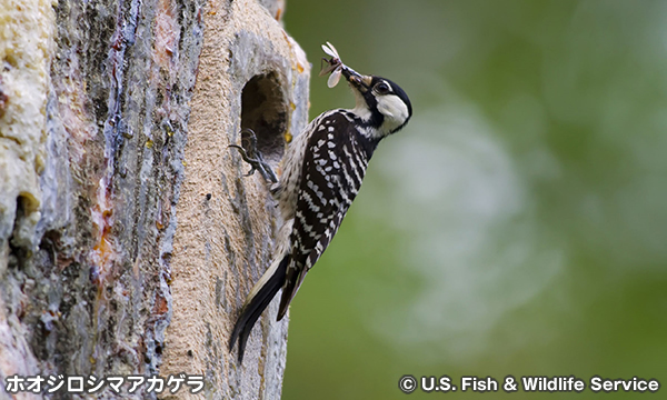 ホオジロシマアカゲラ