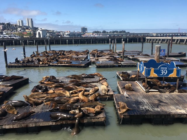 サンフランシスコ定番観光スポット ピア39