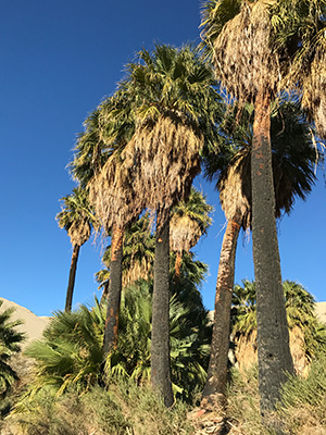 山火事でも生き残ったパームツリー