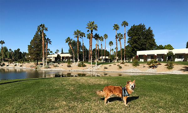 プレイしない人も満足の「ゴルフ天国」！