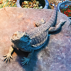 The Westin Mission Hills Golf Resort & Spa