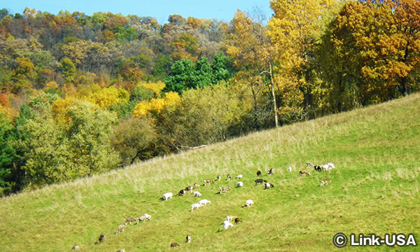 レインボー リッジ ファーム B & B