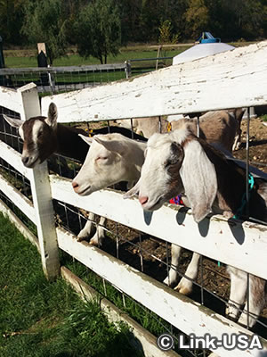 レインボー リッジ ファーム B & B