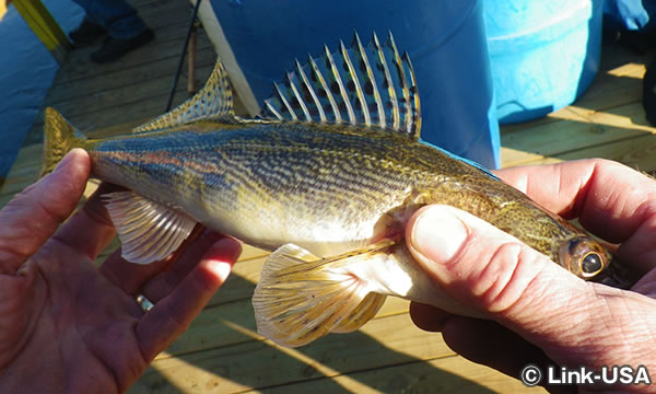 クレメンツ フィッシング バージ（Clements Fishing Barge）