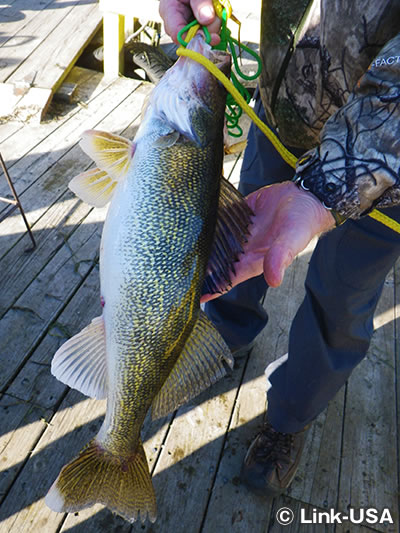 クレメンツ フィッシング バージ（Clements Fishing Barge）