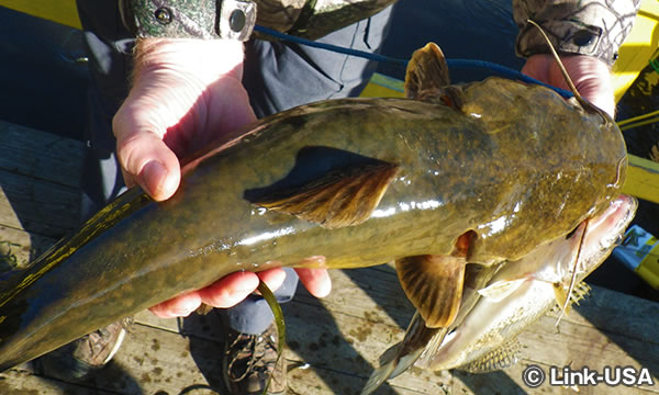 クレメンツ フィッシング バージ（Clements Fishing Barge）
