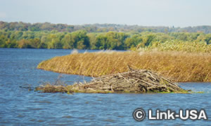 ビーバーロッジ