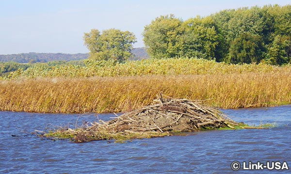 チェスナット マウンテン リゾート