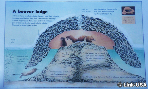 チェスナット マウンテン リゾート