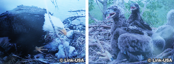 チェスナット マウンテン リゾート