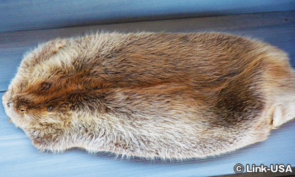 チェスナット マウンテン リゾートでミシシッピリバー クルーズ