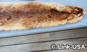 チェスナット マウンテン リゾートでミシシッピリバー クルーズ