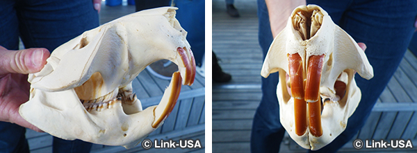 チェスナット マウンテン リゾートでミシシッピリバー クルーズ