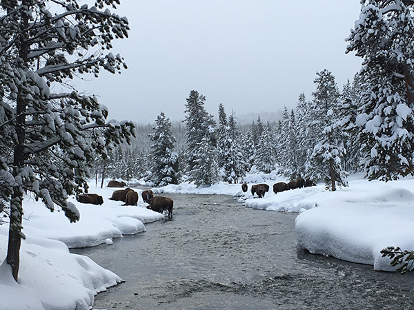 イエローストーン国立公園でスノーシュー