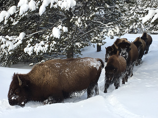 スノーコーチ ツアー