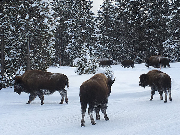 スノーコーチ ツアー