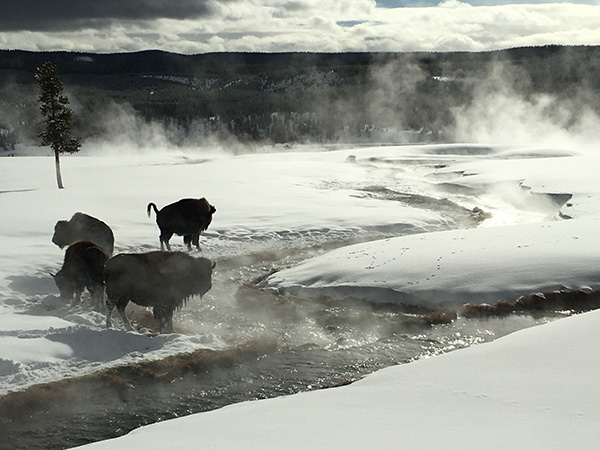 スノーコーチ ツアー