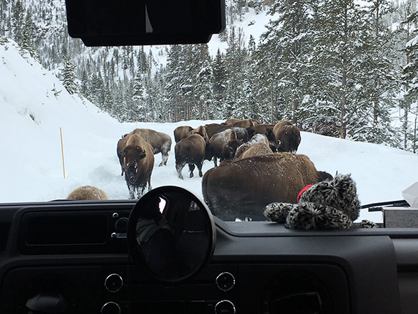 スノーコーチ ツアー