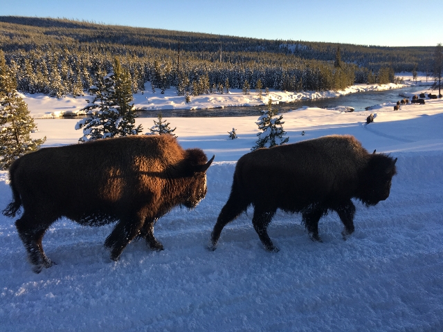 冬のイエローストーン国立公園の魅力
