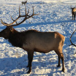 国立エルク保護区　National Elk Refuge