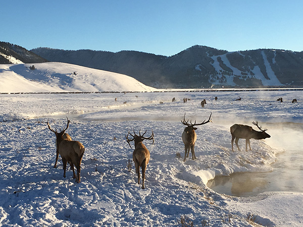 国立エルク保護区　National Elk Refuge