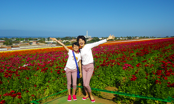 フラワーフィールド　The Flower Fields at Carlsbad Ranch